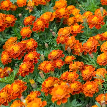 Oeillet d'Inde Carmen