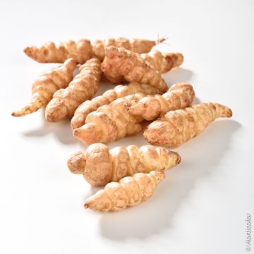 Crosne del Giappone BIO