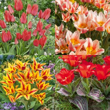 Collezione 40 Tulipani Botanici
