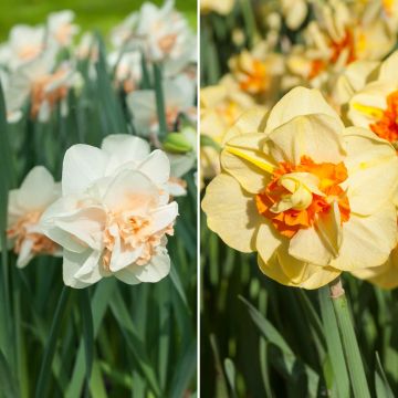 Collection de 36 narcisi doppi