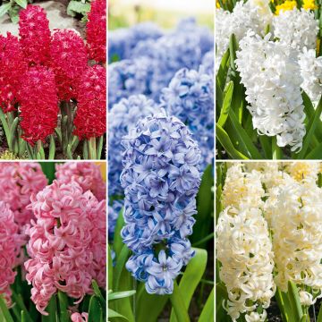 Collezione 25 giacinti