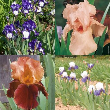 Collezione di 8 Iris a grandi fiori