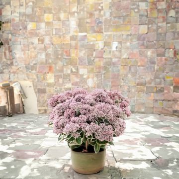 Sedum La Vie en Rose