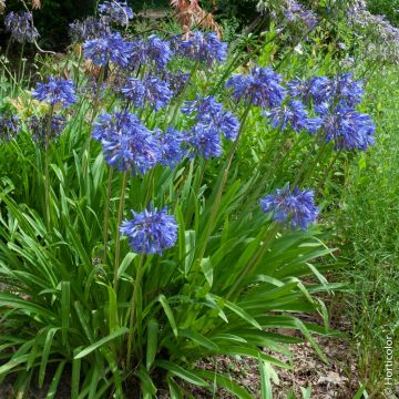 Agapanti blu, Agapanthus umbellatus o A. africanus