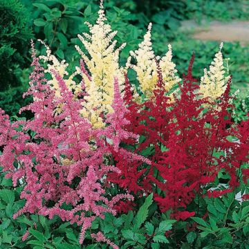 Astilbe in mix