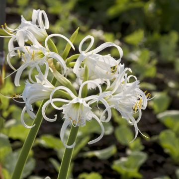 Ismene Festalis o Narciso peruviano