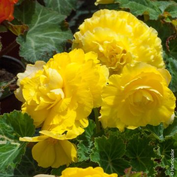 Begonia NON STOP ® Gialla