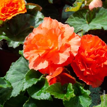Begonia NON STOP ® Rame
