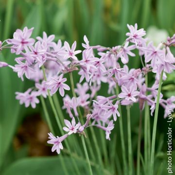 Tulbaghia Silver Lace