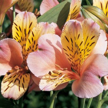Alstroemeria Giglio del Perù Aubance