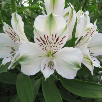 Alstroemeria Giglio del Perù Mazé Cov Turcalmaze