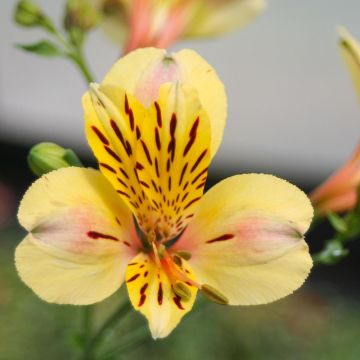 Alstroemeria Giglio del Perù Layon