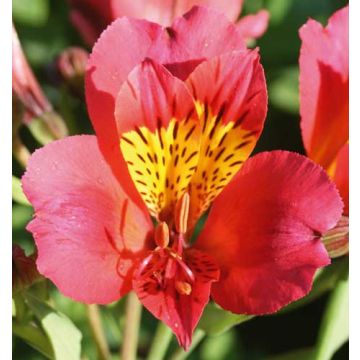 Alstroemeria Giglio del Perù Turcallaut