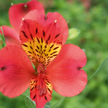 Alstroemeria Giglio del Perù Lire