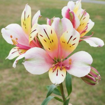 Alstroemeria Giglio del Perù Anne