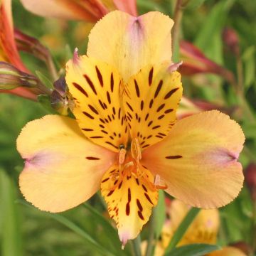 Alstroemeria Giglio del Perù Nicolas