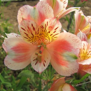 Alstroemeria Giglio del Perù Jean