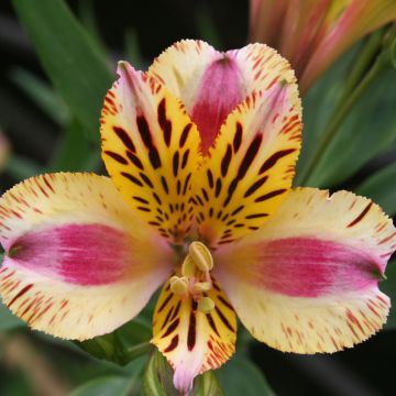 Alstroemeria Giglio del Perù Marguerite Cov Turcalrite