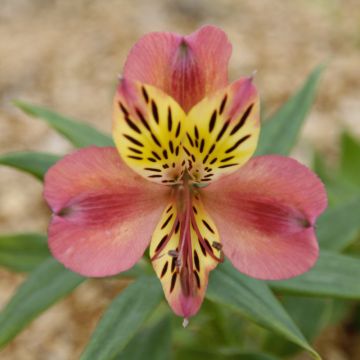 Alstroemeria Giglio del Perù Avrillé