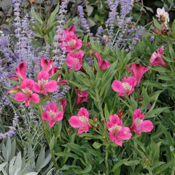 Alstroemeria Giglio del Perù Montsoreau Cov Turcalreau