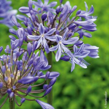 Agapanto Vallée de l'Authion