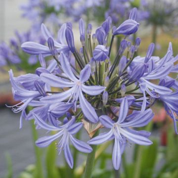 Agapanto o Agapanthus Vallée de l'Authion