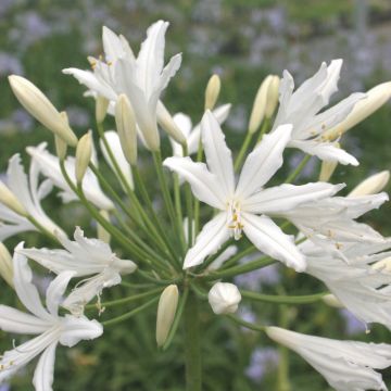 Agapanto Valle della Sarthe