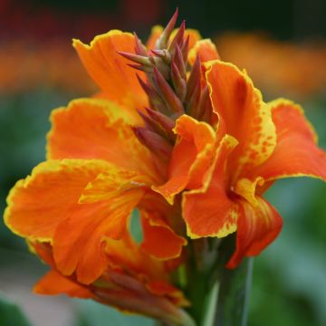 Canna nana Taroudant