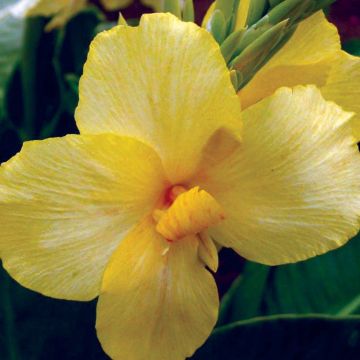 Canna nana Bonnezeaux