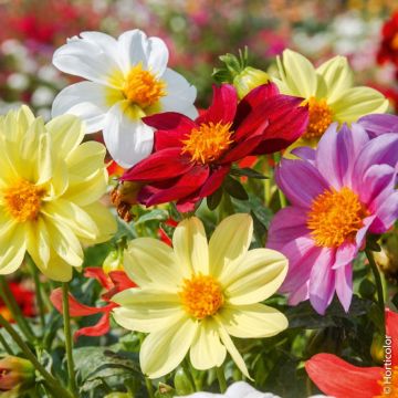 Dalie Nane Top-Mix In Mix