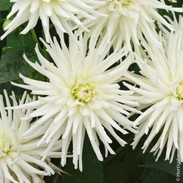 Dalia cactus nana White Princess