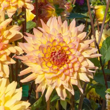 Dalia nana cactus Sumatra