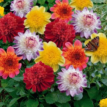 Dalie a fior d’Anemone Farfalla in mix