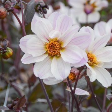 Dalia nana Bishop of Dover