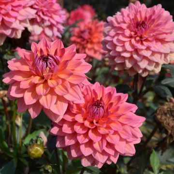 Dalia nana doppia Domaine de Chaumont Sur Loire