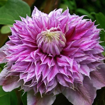 Clematis JosephineTM ‘Evijohill’