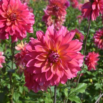 Dalia decorativa a grandi fiori Napoli