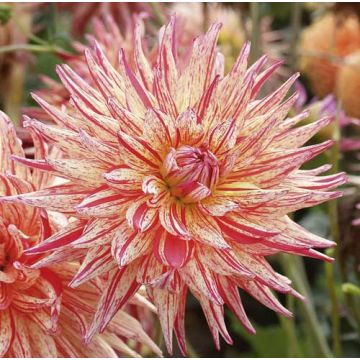 DALIE CACTUS A GRANDI FIORI MARCANTI La confezione da 2