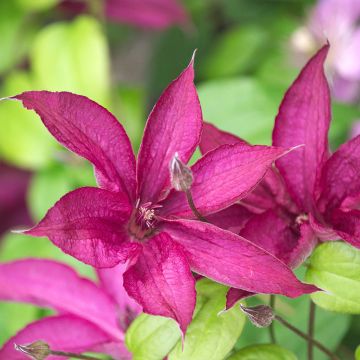 Clematis arbustiva SAPHYRA ® Nancy