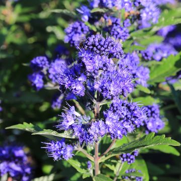 Caryopteris GRAND BLEU® 'Inoveris'