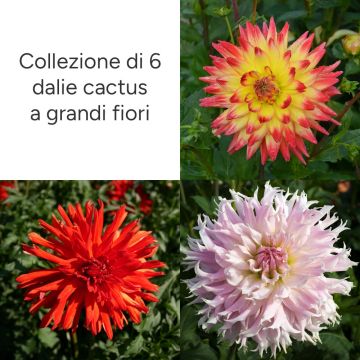 Collezione 6 dalie cactus a grandi fiori