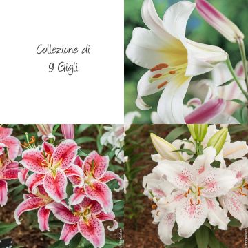 Collezione 9 Gigli
