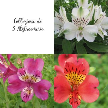 Collezione di 3 Alstroemerie