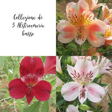 Collection de 3 alstroemères ou Lis des Incas