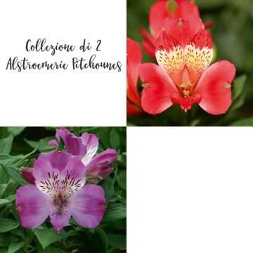 Collezione di 2 Alstroemerie Pitchounes