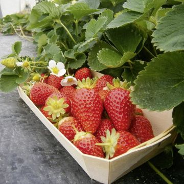 Fragola Mariguette ® Cov Marionnet 99