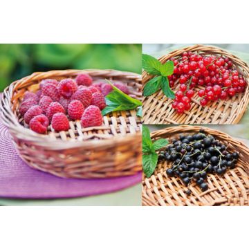 CONFEZIONE DA 3 PICCOLI FRUTTI