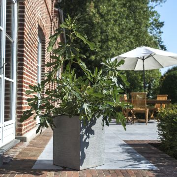 Fico nano FIGALITY gamma FRUITALITY ®