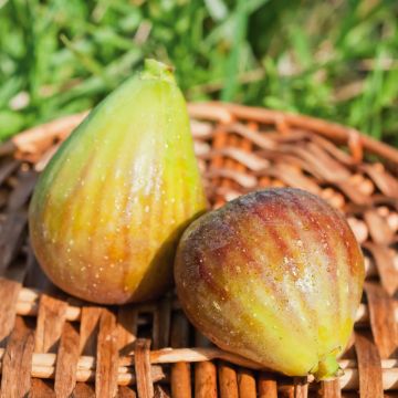 Figuier jaune Goutte d'Or