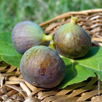 Fico grigio di St-Jean